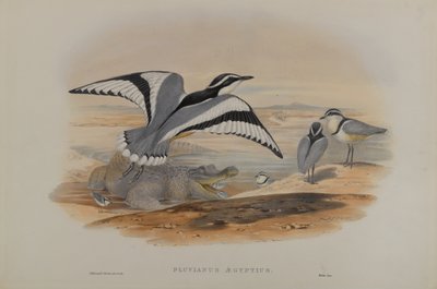 Pluvianus Aegyptius door John Gould